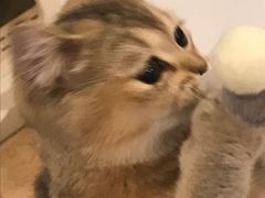 -猫大福·Fortune Cat猫舍(百子湾店)