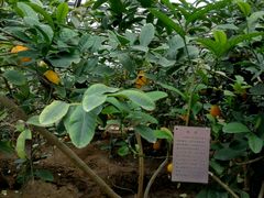 -兰陵国家农业公园