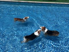 -汪说喵讲宠物乐园宠物酒店(红星美凯龙店)