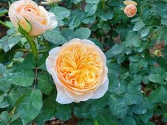 -人民公园(罗湖区)