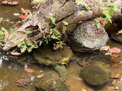 -海南热带野生动植物园