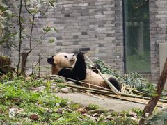 -都江堰中华大熊猫苑
