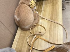 -瑞鹏宠物医院(大运分院)