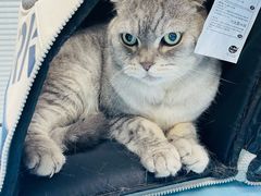 -纳吉亚猫专科动物诊疗中心(蒋宅口分院)