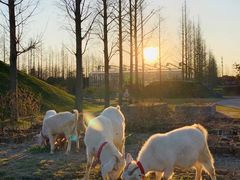 -前小桔亲子创意农场·草莓采摘·露营烧烤