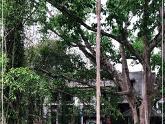 -中国科学院西双版纳热带植物园