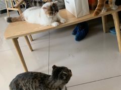 -平行世界·猫咖(首经贸店)
