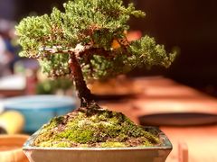 -旨味Umami_融合料理(万博汇店)