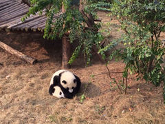 游乐设施-成都大熊猫繁育研究基地