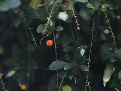 -三水森林公园