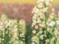 -中国天府农业博览园