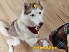 -Husky Go! 哈士奇体验馆·宠物咖啡厅狗咖