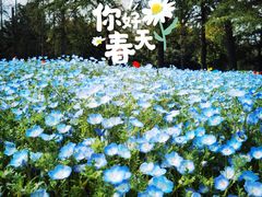 -上海滨江森林公园