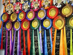 -青奢宠物·青奢猫舍