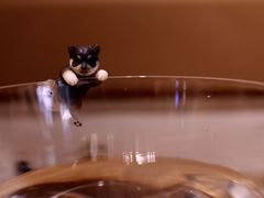 -柴务处·柴犬主题狗咖