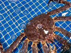 -三亚火车头万人海鲜广场