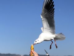 -海埂大坝