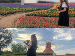 -杭州湾海上花田景区