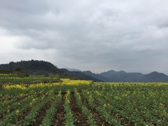 -桑洲油菜花景区