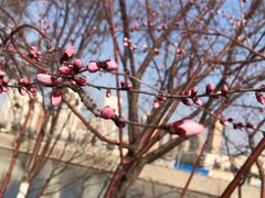 -桃花堤公园