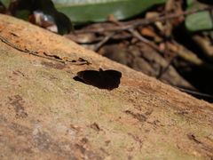 -西双版纳原始森林公园