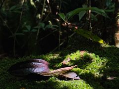 -云南屏边大围山国家公园