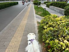 -pd派德宠物中心医院24H急重症·眼科中心·血液透析中心(嵩山北路店)