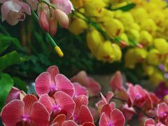 -双季花艺园艺市场(浦东店)