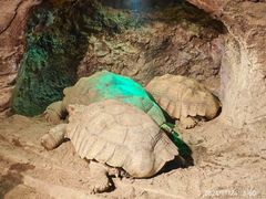 -泉州海丝野生动物世界