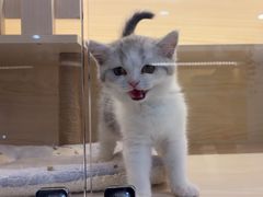 -柚子猫舍·精品猫舍购猫·猫咪认养·购宠·宠物店