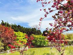 -嘉定紫藤园