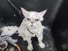 -安安宠医宠物医院·异宠·犬猫内科(岳阳分院)
