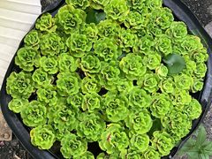 -槟城街头艺术街区