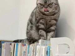 -有猫主题·治愈系猫咖(曾厝垵店)