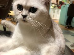 -猫小院猫主题餐厅(三里屯店)