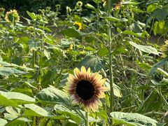 -春花秋色城市公园