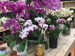 -双季花艺园艺市场(浦东店)