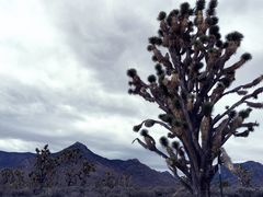 -科罗拉多大峡谷