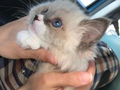 -lincat·猫舍(广州店)