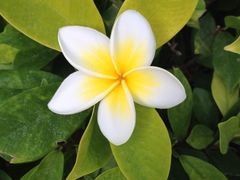 三亚万丽度假酒店-三亚海棠湾万丽度假酒店