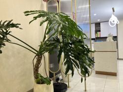-伊姿衫日瘦 ·科技瘦身 ·纤体美妍