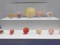 -贝壳王国博物馆