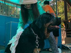 -良成狗狗乐园