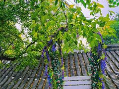 -丽江庭院·云南野生菌·海鲜火锅(鼓楼四合院店)