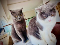 -Catmate·猫肥家润(金润铂宫店)