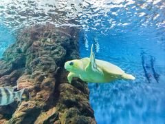 -上海海洋水族馆