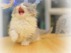 -柚子猫舍·精品猫舍购猫·猫咪认养·购宠·宠物店