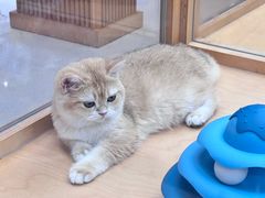 -帕帕拉兹宠物(亚洲旗舰店)