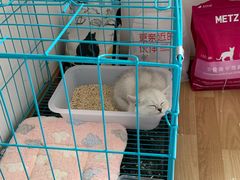 -喵zoo家庭繁育猫舍(尖东智能花园店)