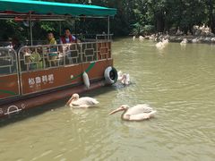 -广州长隆飞鸟乐园